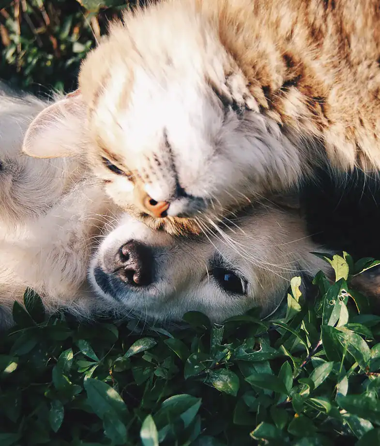 dog and cat snuggling